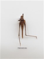 藏品(直翅目(1))的圖片